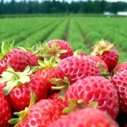 La fraise: que ton aliment soit ta médecine! 
