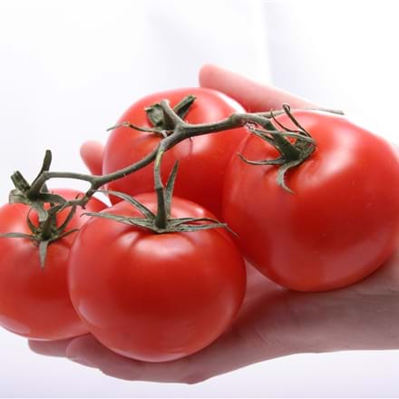 Notre conseillère scientifique vous parle des tomates