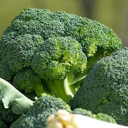 Notre nutritionniste-diététiste vous présente quelques atouts du brocoli
