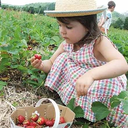 On vous parle des fraises du Québec