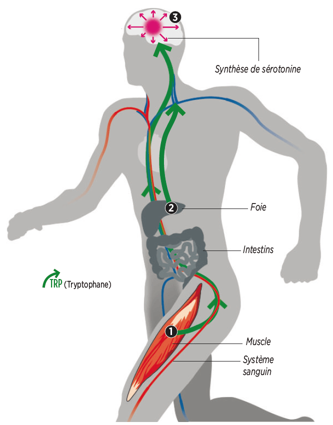 Activité physique: parce qu'entraîner son cerveau pourrait atténuer le risque de dépression !