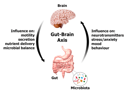 L'axe intestin-cerveau et la santé mentale: quoi de neuf?