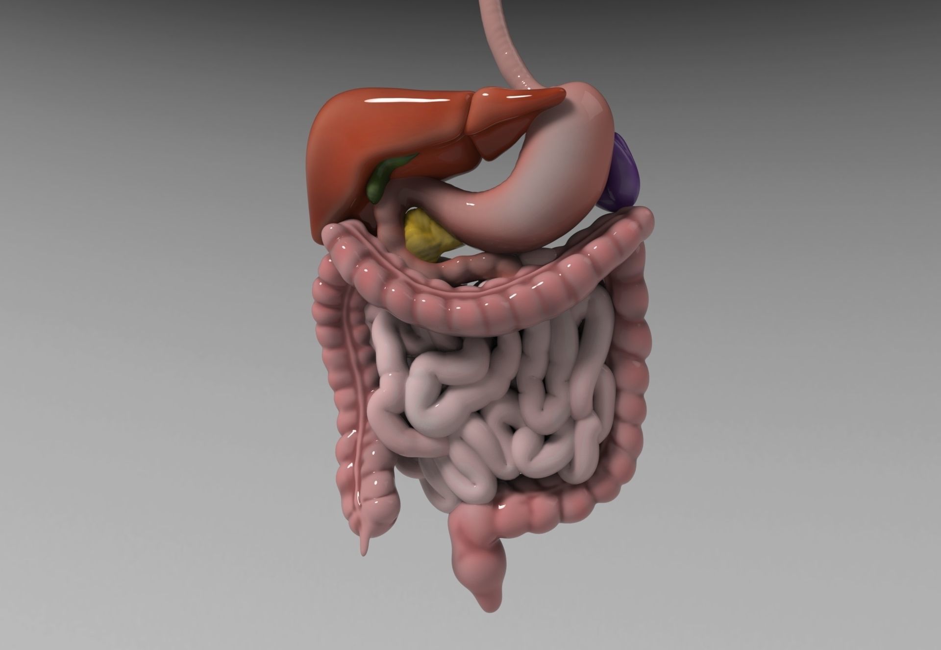 LES NOUVEAUTÉS DE LA SCIENCE MÉDICALE ET NUTRITIONNELLE DANS LA SPHÈRE GASTRO-INTESTINALE