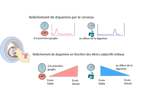 Dopamine et faim: quel est le lien?