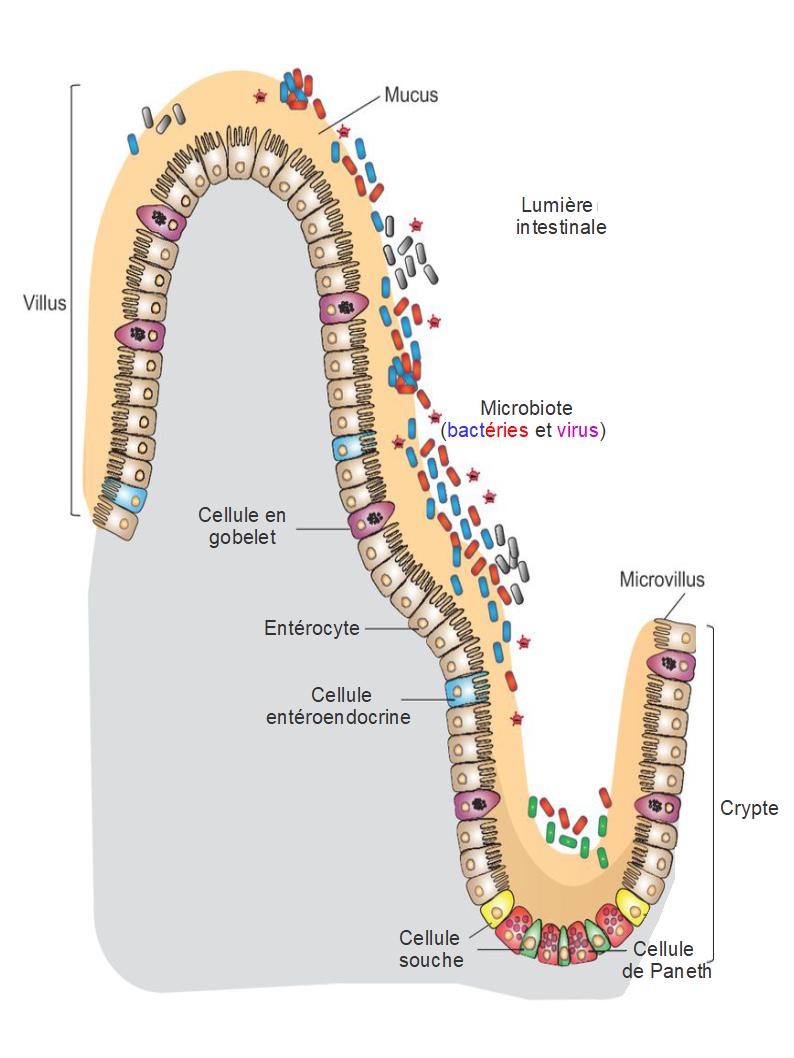 L'alimentation occidentale: un facteur de risque pour les maladies inflammatoires chroniques de l'intestin ?