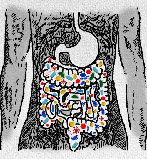 Vous avez dit pullulation bactérienne intestinale (SIBO)?